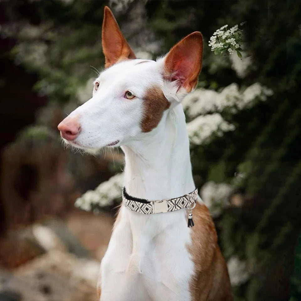 Bohemian Ethnic Style Pet Collars For Small Medium And Large Dogs Multi-colors Choose Adjustable Luxurious Trend New Arrivals