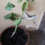 Imitation glass bird automatic flower watering device, lazy person watering device, travel dripper, lazy person watering device,