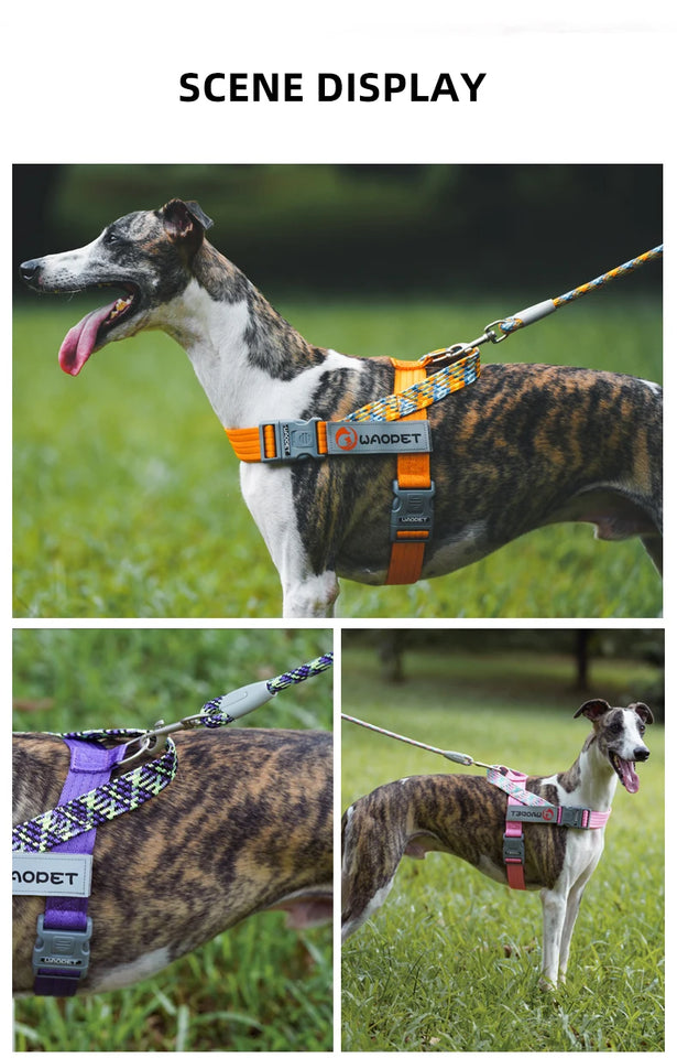 Classic Durable Dog Leashes Medium large Dog Solid Lead Rope Fashion Black Mesh Dog leash Outdoor Walking Training New Arrivals
