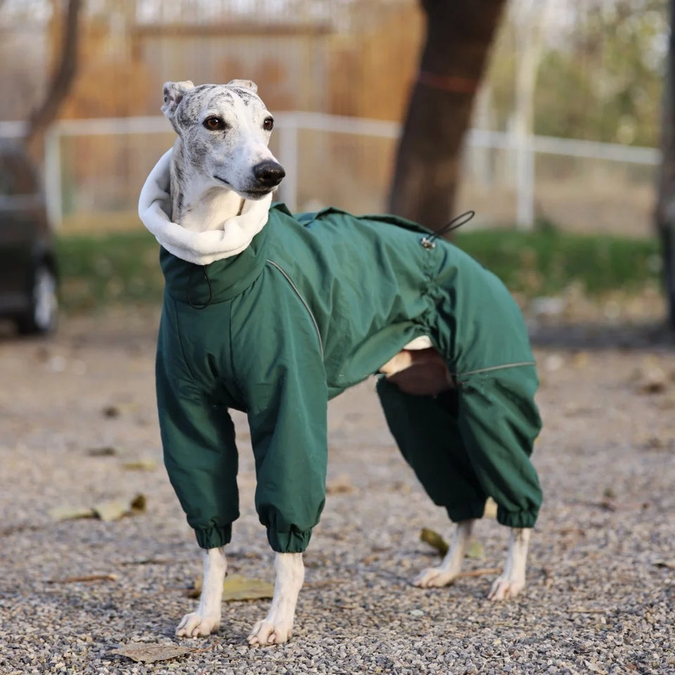Winter 4-legged Windproof Cotton Jacket for Italian Greyhound Warm High Neck Adjustable Sweatshirt for Whippet Greyhound to 25KG